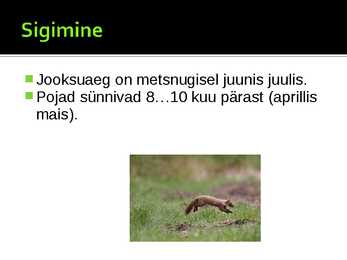 Metsnugis #6