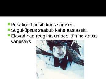 Metsnugis #8