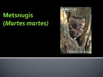 Metsnugis
