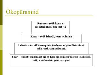 Powerpoint puisniidu kohta #13
