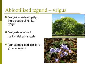 Powerpoint puisniidu kohta #3