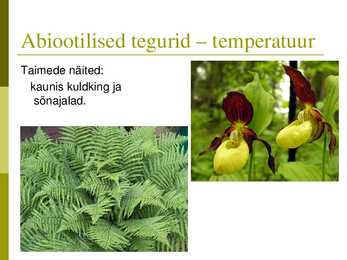 Powerpoint puisniidu kohta #4