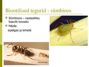 Powerpoint puisniidu kohta #5