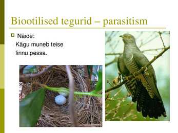 Powerpoint puisniidu kohta #6