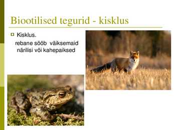 Powerpoint puisniidu kohta #7