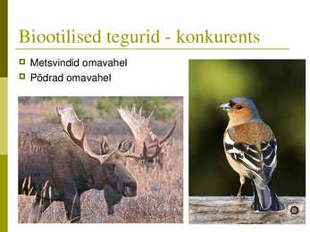 Powerpoint puisniidu kohta #8