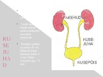 Erituselundkonna esitlus #4