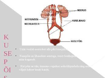 Erituselundkonna esitlus #5
