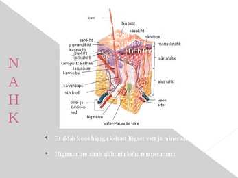 Erituselundkonna esitlus #8