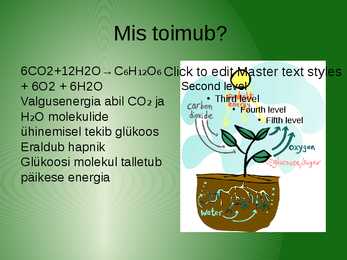 Fotosünteesi esitlus #3