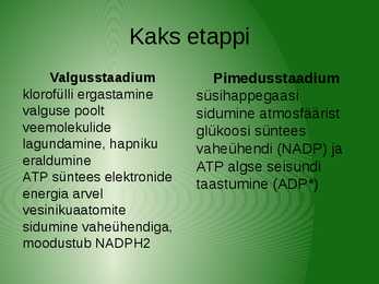 Fotosünteesi esitlus #4