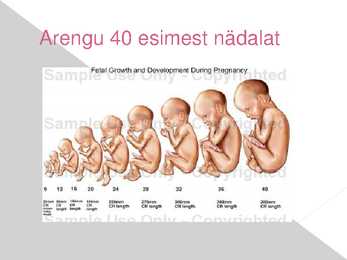 Rasedus - presentatsioon #11