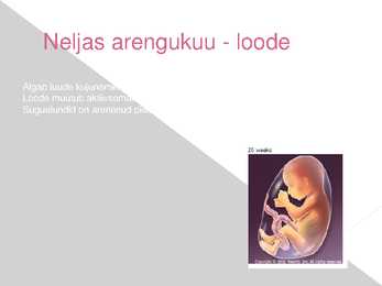 Rasedus - presentatsioon #5
