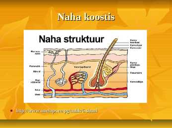 Nahk #4