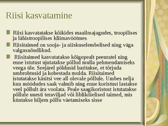 Riis-riisi kasvatamine ja sordid #5