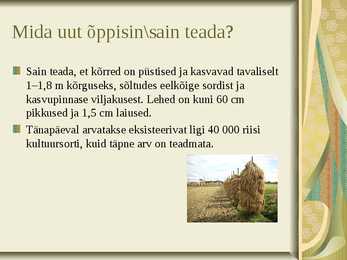 Riis-riisi kasvatamine ja sordid #7