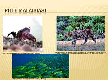 Malaisia Power point #12