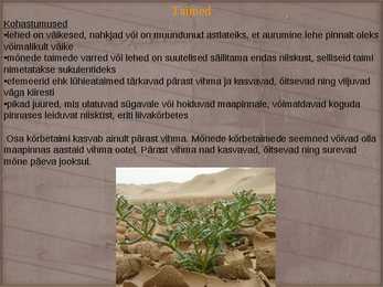 Sahara Kõrbe loomad-taimed ja muu huvitav #8