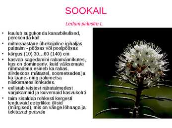 Eesti ulukid-soo raba loomad ja taimed #32