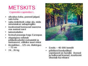 Eesti ulukid-soo raba loomad ja taimed #5