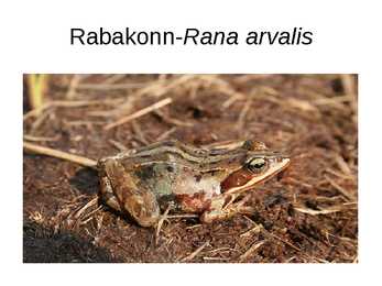 Eesti kahepaiksed #2