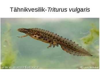 Eesti kahepaiksed #11