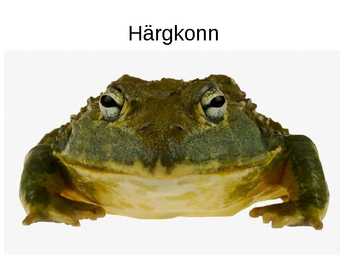 Eesti kahepaiksed #15