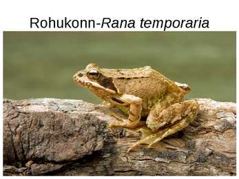 Eesti kahepaiksed #3
