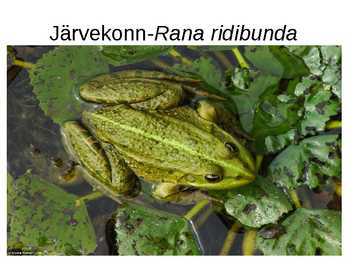 Eesti kahepaiksed #5