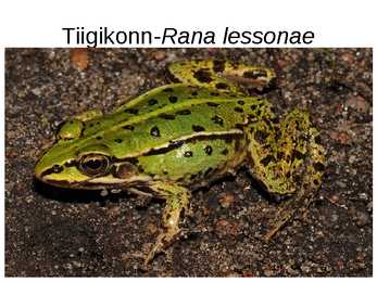 Eesti kahepaiksed #6