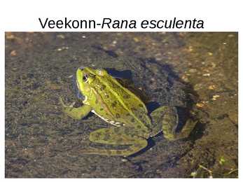 Eesti kahepaiksed #7