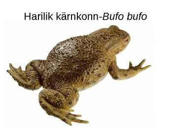 Eesti kahepaiksed #8