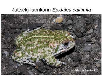 Eesti kahepaiksed #9