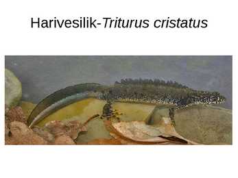 Eesti kahepaiksed #10