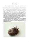 Puukborrelioosi essee