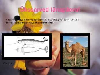 Ükssarvikud #14