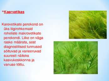 Läänemere taimed #5