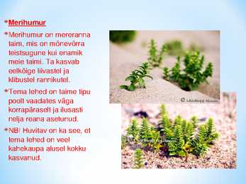 Läänemere taimed #6