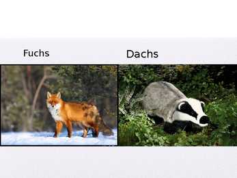 Österreich - Austria #15