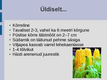 Maisi kasvatamine ja kasutamine #2