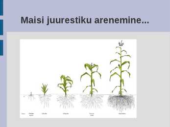 Maisi kasvatamine ja kasutamine #3
