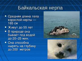 Oзеро Байкал-Baikali järve referaat esitlus #7