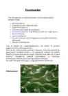 Vesi - Imeline aine #4