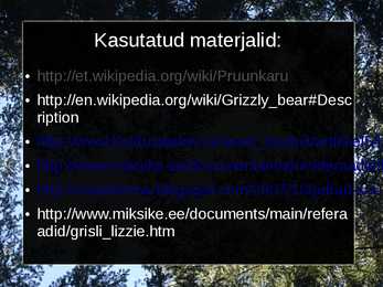 Grisli karu #11