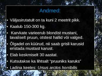 Grisli karu #3