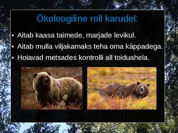 Grisli karu #6
