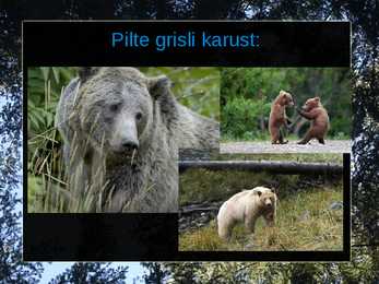 Grisli karu #8