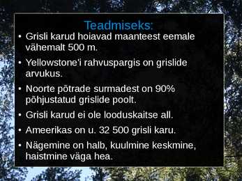 Grisli karu #9