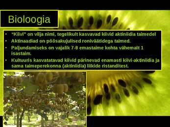 Kiivi-Actinidia chinensis #3