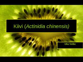Kiivi-Actinidia chinensis